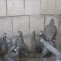 پرنده زینتی|پرنده|اسفراین, |دیوار