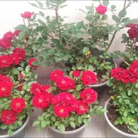 خدمات باغبانی و فضای سبز