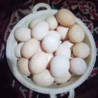 تخم مرغ محلی