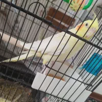 یکجفت عروس هلندی + سه جوجه