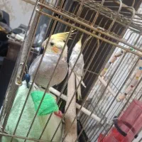 عروس هلندی نر و ماده دستی