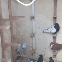 کفتر سرک و رنگی|پرنده|شیراز, کوشک میدان|دیوار