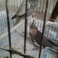 پرنده