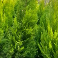 لاوسون سطل ۱۲ کیفیت بالا بوته پر و قد بلند