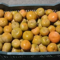مقداری خرمالو برای فروش موجود میباشد .