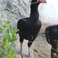 مرغ سیاه زاغ|حیوانات مزرعه|قشم, |دیوار