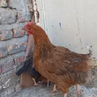 مرغ گوشتی