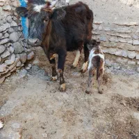 فروش گاو رسمی شکم اول