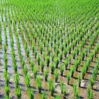 کود سال آوری/ماده آلی/پر شدن دانه/افزایش تناژ