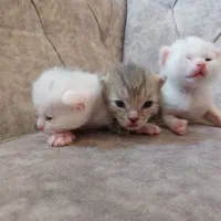 گربه