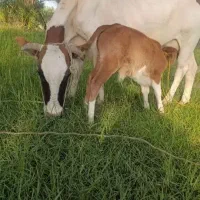 گاو و گوساله نر|حیوانات مزرعه|جیرفت, |دیوار