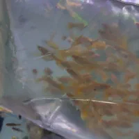 ماهی و آکواریوم