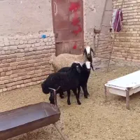 زاییده و ابستن