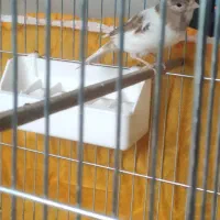 قناری ماده ۲عدد اماده