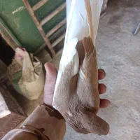 چپ زرد ماده بی عیب|پرنده|شیراز, محمدیه|دیوار