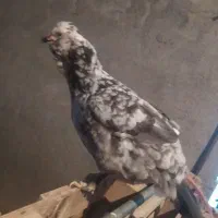 تخم نطفه دار گلین فول طوسی