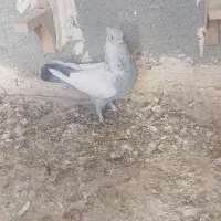 سینه ابی سوسنی کبوتر