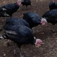 فروش حیوانات