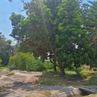 قطع درختان مزاحم|خدمات باغبانی و درختکاری|سیریک, |دیوار