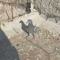 پلاکی|پرنده|اهواز, گلدشت|دیوار