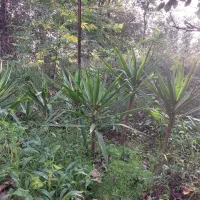 یوکا چند ساله|گل و گیاه طبیعی|رشت, حومه رشت|دیوار