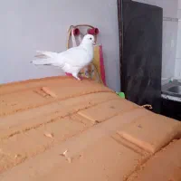 کبوتر تک خال