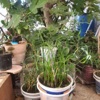 گل وگیاه|گل و گیاه طبیعی|اصفهان, کوجان|دیوار