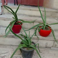 گل طبیعی نخل مرداب گندمی الوورا|گل و گیاه طبیعی|تهران, استاد معین|دیوار