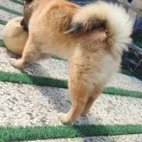 سگ چاو چاو|سگ|تهران, دولتخواه جنوبی|دیوار