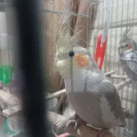 عروس هلندی معاوضه|پرنده|شهرکرد, |دیوار