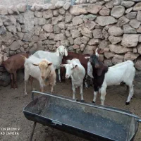 بز سرحال همه آبستن|حیوانات مزرعه|بفروئیه, |دیوار