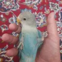 کوتوله برزیلی رنگ خاص تخفیف پای معامله