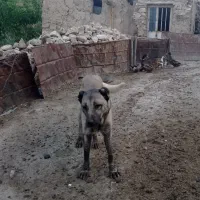 واگذاری سرابی سه ساله