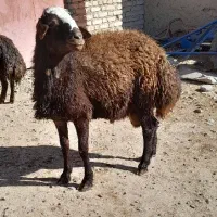 قوچ اصیل|حیوانات مزرعه|هریس, |دیوار