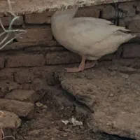 بوقلمون وغاز