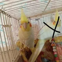 عروس هلندی لوتینو