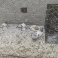 کبوتر|پرنده|عجب شیر, |دیوار