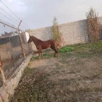 اسب مادیون یک سر وارداتی