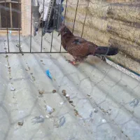 کفتر جوجه جیر گمشده