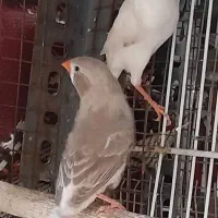 ۲ جفت فنچ زبرا مولد|پرنده|شیراز, لاله|دیوار