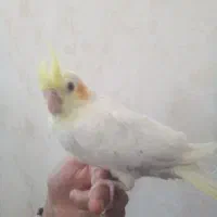 سلام جوجه عروس هلندی