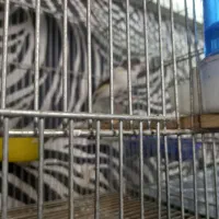 سلام تعدای قناری نر قرص بخون|پرنده|تهران, دولتخواه جنوبی|دیوار