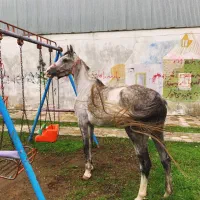 مادیون عرب ایرانی استثنایی کورسی