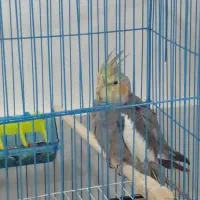 عروس‌هلندی