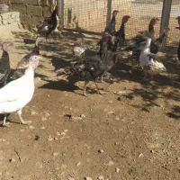 بوقلمون محلی|حیوانات مزرعه|مرودشت, رامجرد یک|دیوار