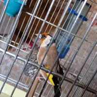 سهره نره|پرنده|تهران, انبار نفت|دیوار