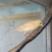 معاوضه با  عروس هلندی نر|پرنده|بندرعباس, |دیوار