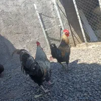 خروس