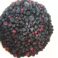 تمشک جنگلی میانکاله|خوردنی و آشامیدنی|بهشهر, |دیوار