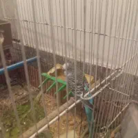 مرغ عشق نر. معاوضه